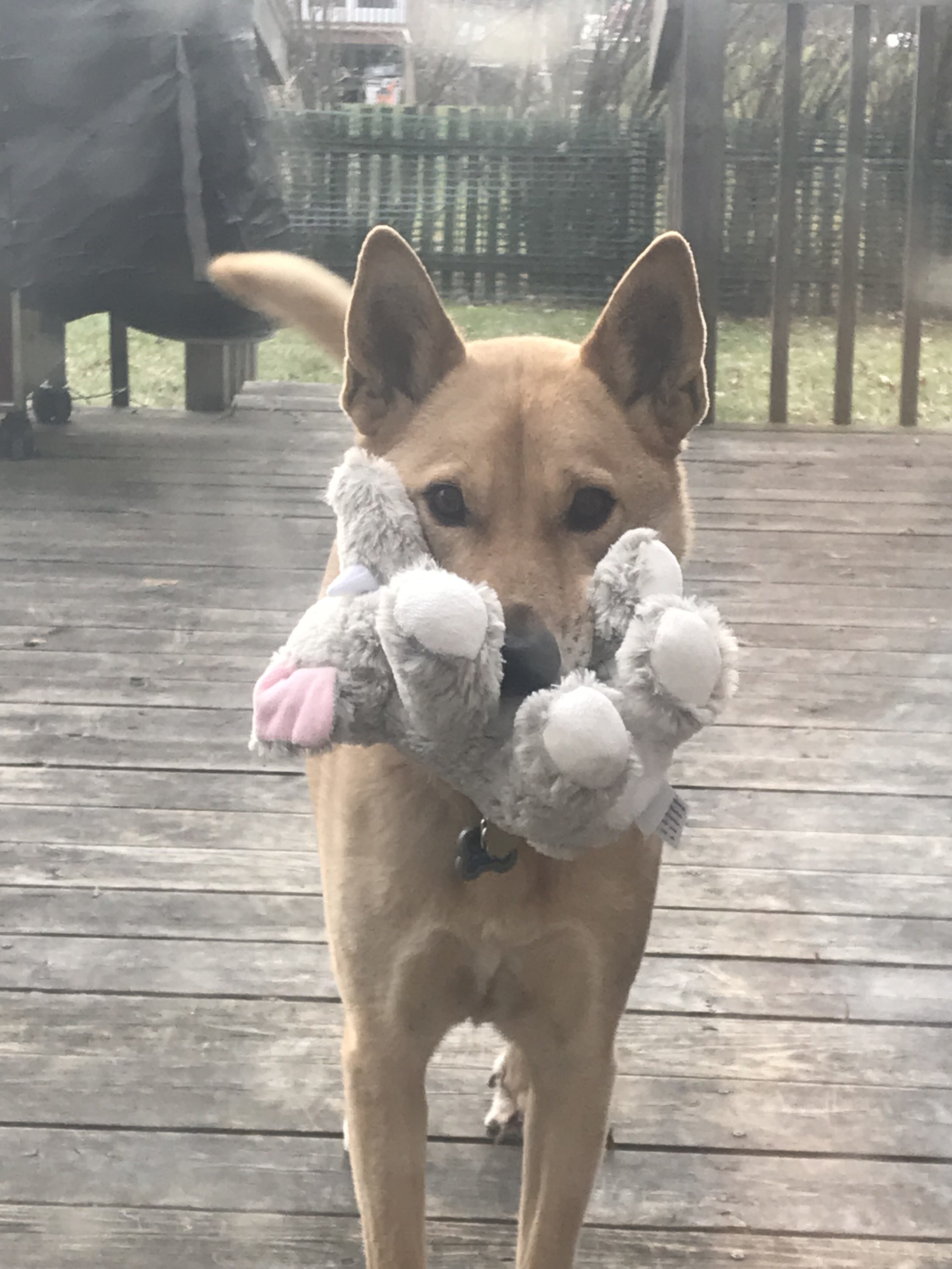 IMG_3822 Heartland Animal Shelter