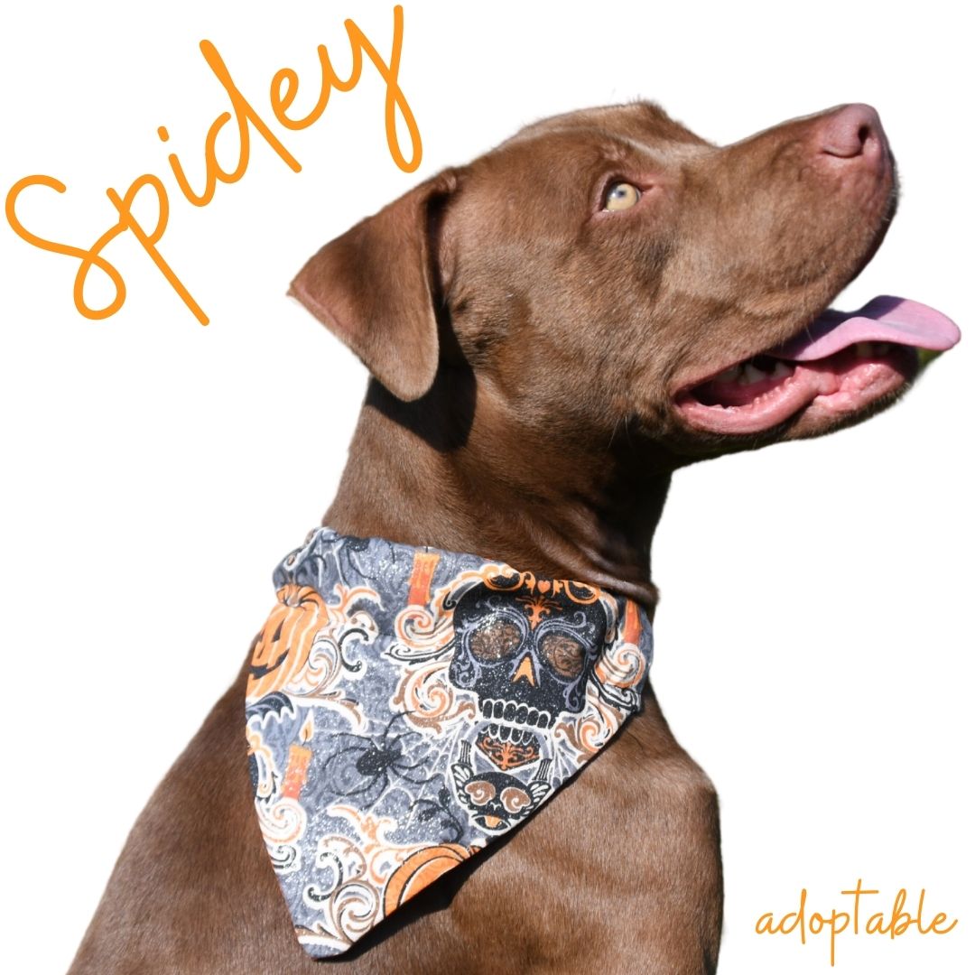 seasonal dog bandanas