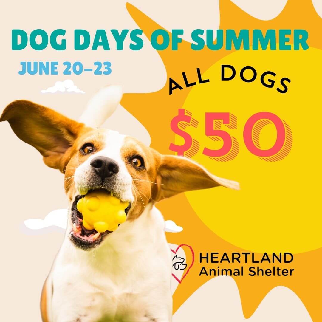 Dog Days of Summer - Heartland Animal Shelter